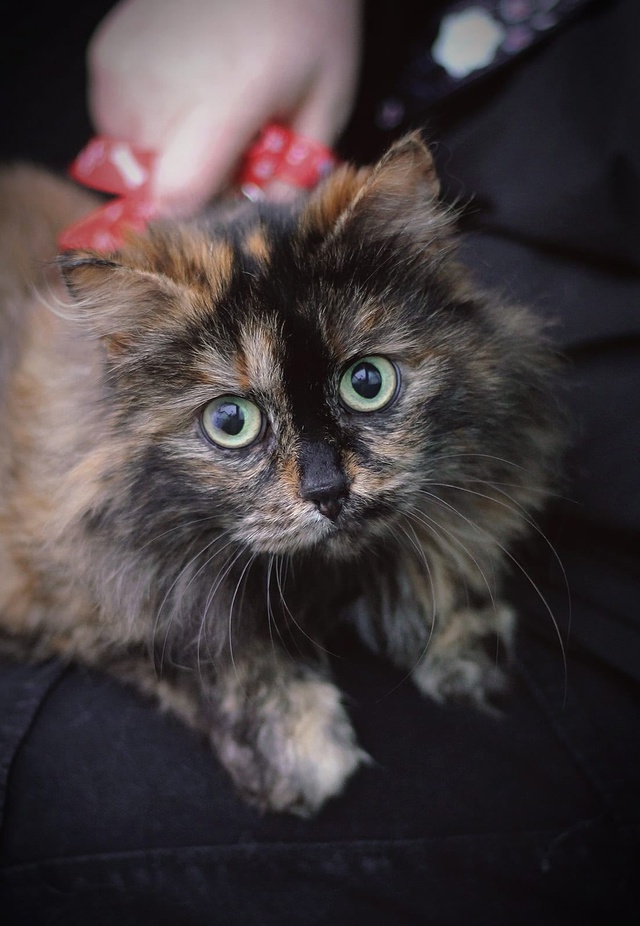 В ответственные и любящие руки?Пристраивается кошеч?...