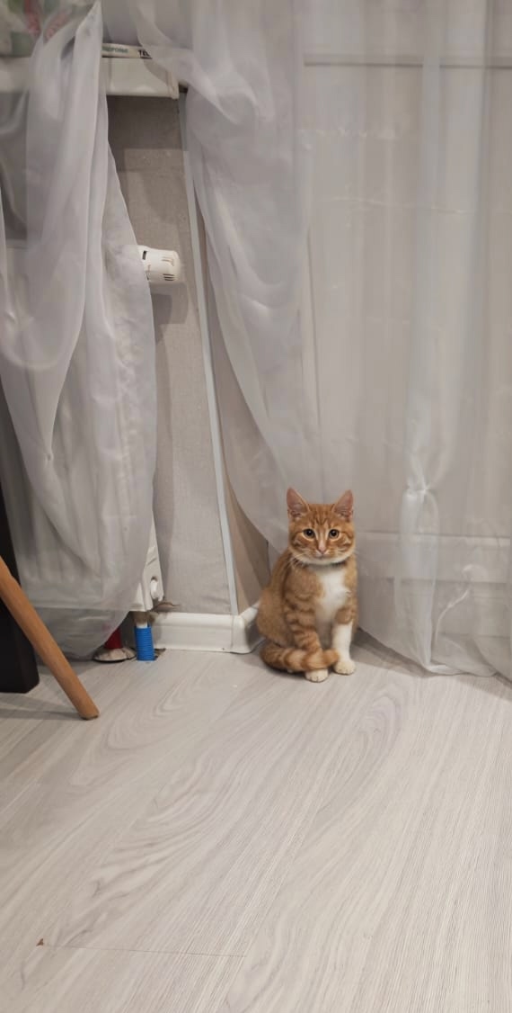 Помогите пожалуйста пристроить котенка примерно 4 мес....