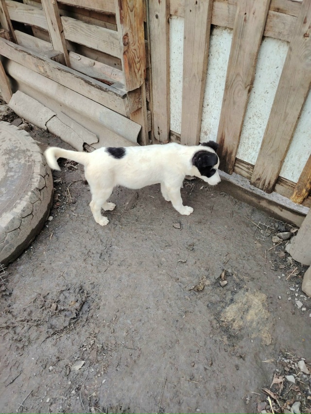 Два замечательных мальчика, Панда и Рон очень ждут сво?...