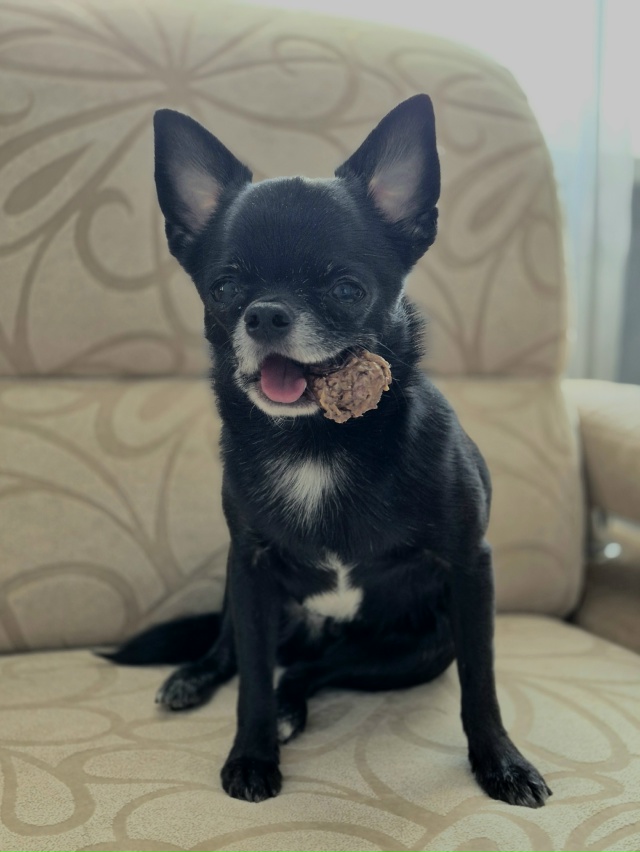 ПОМОГИТЕ, ПОЖАЛУЙСТА!
4.10.2025 УБЕЖАЛА СОБАКА ЧИХУА-ХУА ПО...