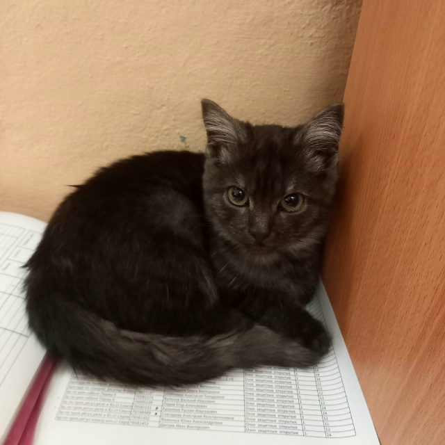 Кто потерял котёнка? Бегал по ул. Профинтерна, на нём си...