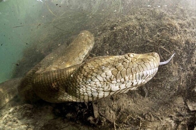 Подводный фотограф-экстремал из Швейцарии Франко Банф...