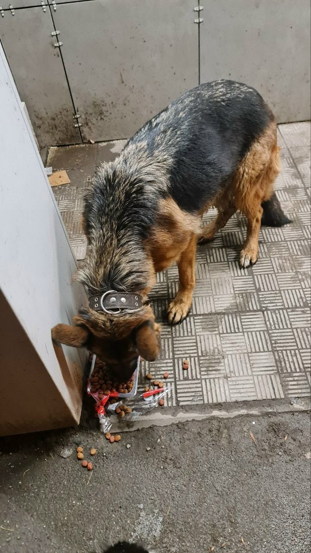 Чья собака? Бегает в районе расстанной/ бульвара Южног?...