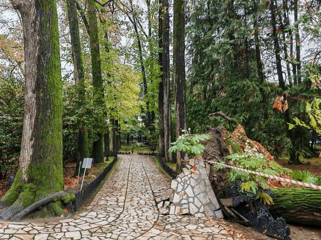 В Сочи вековой ликвидамбр рухнул под натиском природы
...