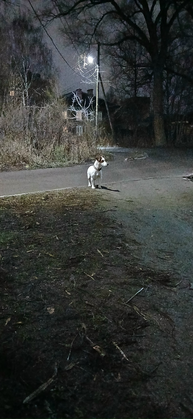 Админ выложи пожалуйста
Чья потеряшка
Джек Рассел
Ма...