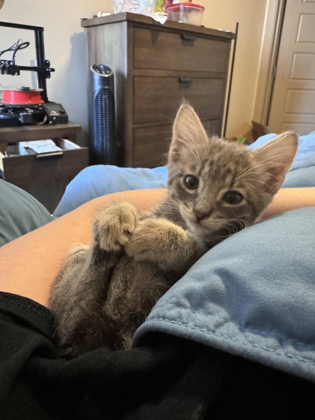 Совет от котика: держите себя в лапках😍