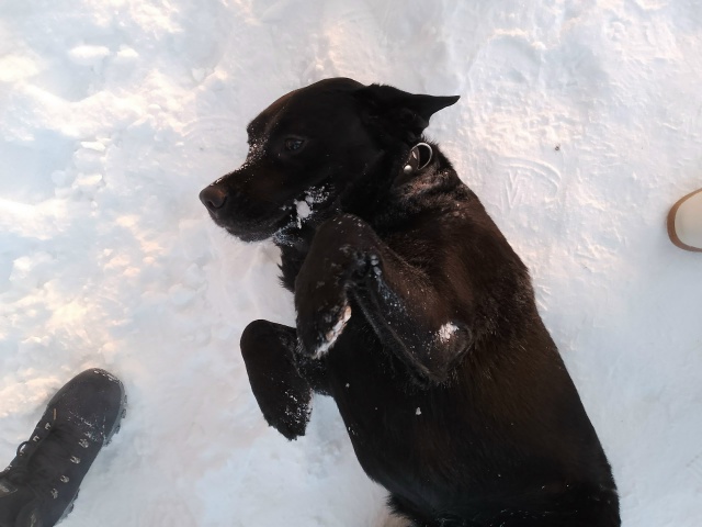 В районе улицы Комсомольская бегает кобель лабрадора ?...