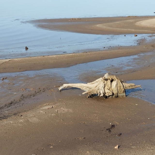 Гуляя сегодня по лесу неадекватная женщина не встрети?...