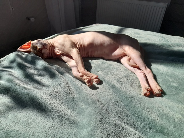 Старушка Цапа) скоро 16 лет) Мой деймон, ни на шаг не отхо...