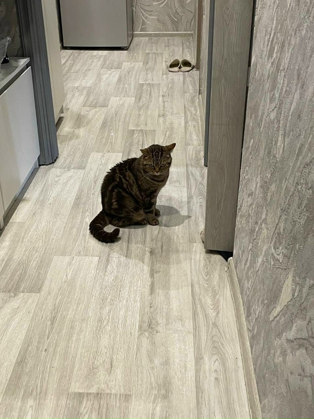 Пропала кошка в районе Никитского монастыря, отзывает?...