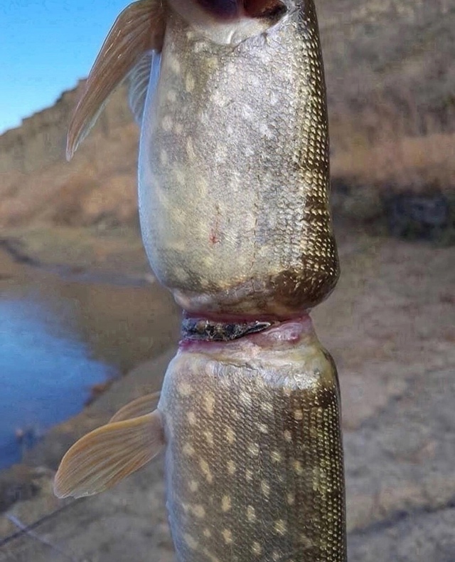 Мужчина на фото — опытный рыбак, который поймал необыч...