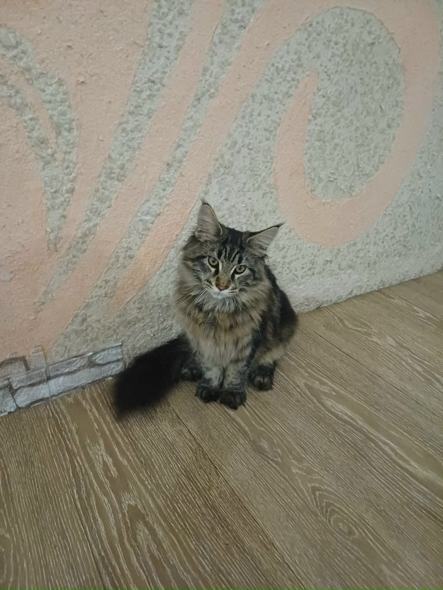 Потерялся кот на ул. Пушкина, в районе рынка. Откликает?...