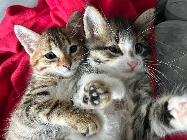 Отдам котят в добрые руки 😌
К лотку приучены, возраст 1...