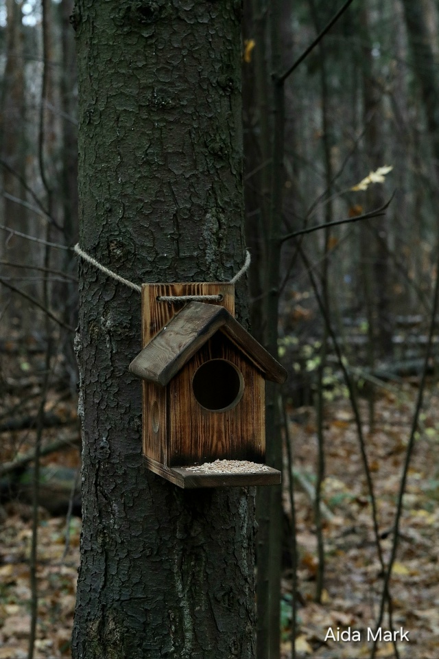 Осенняя природа в лесопарке 