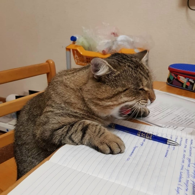 С днём знаний, товарищи котеникИ!