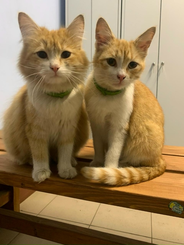 Наши молодые суетологи - Иван и Данила. Все ищут серые с...