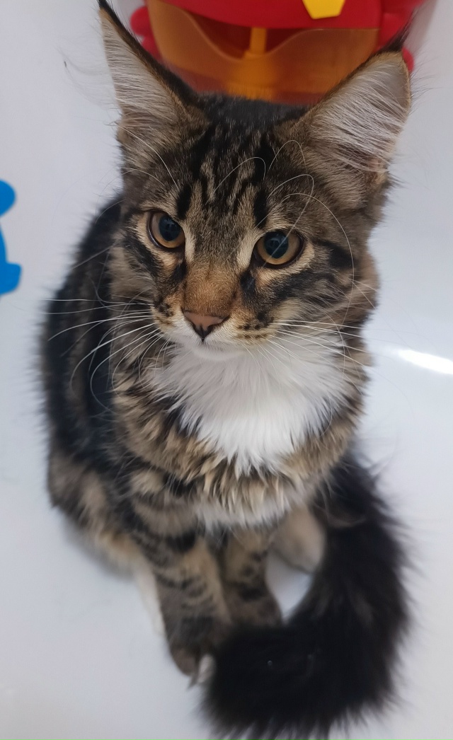 ❗❗❗УБЕЖАЛ КОТ ❗❗❗
Помогите найти( 😭
Дети очень пер?...