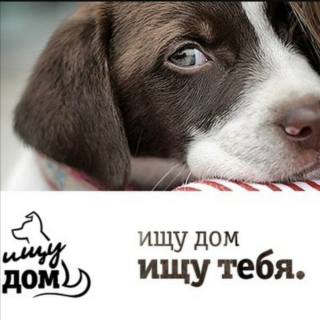 Вот такой чудесный малыш ждёт свой Звёздный час под ?...