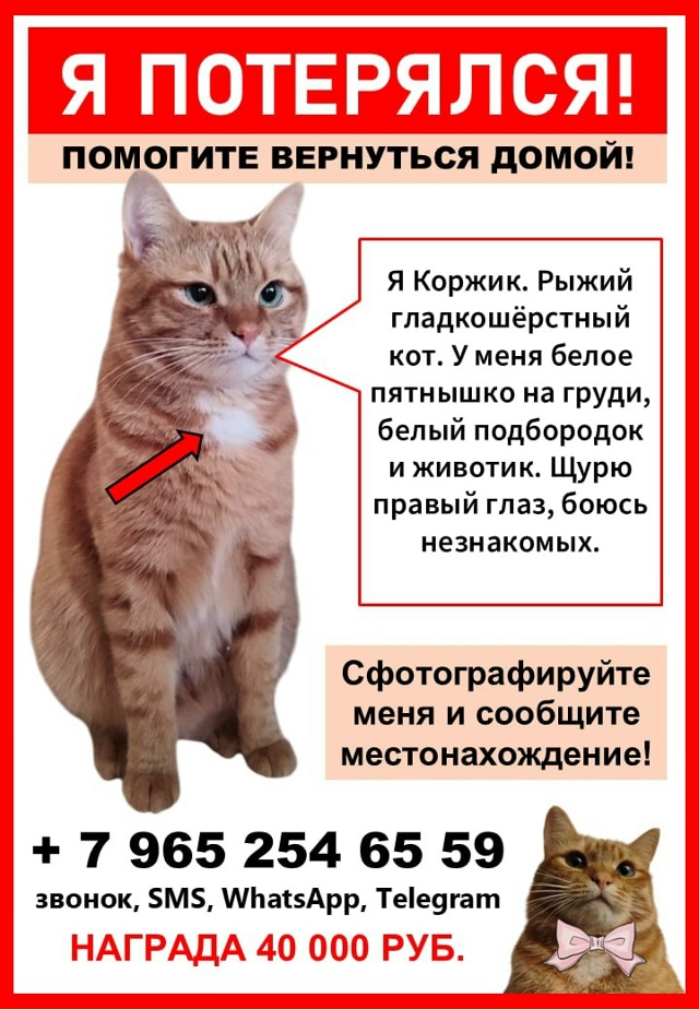 Потерялся кот!
Сфотографируйте, если увидите! Позвонит...