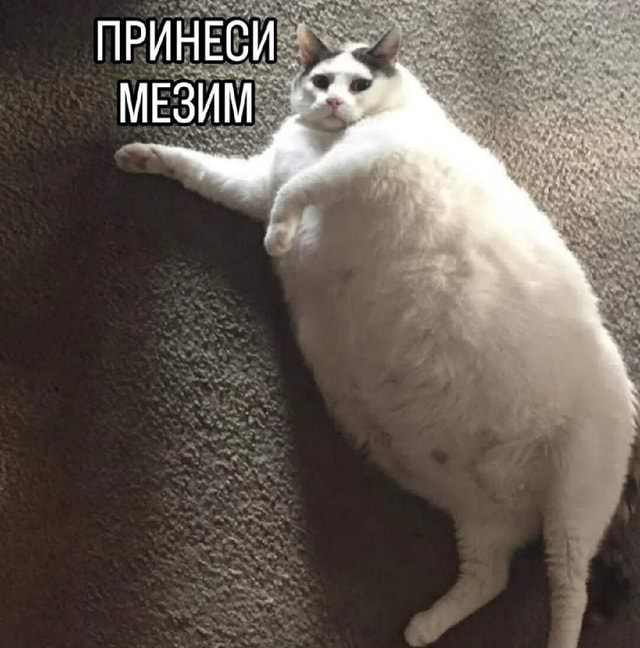 Толстяки губят экономику России — заявили в Госдуме😋
По словам депутата Филатовой, 60% населения им