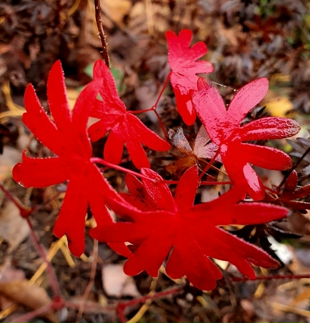 Лес утонул в густом тумане...Зрелище скажу такое- таинс?...