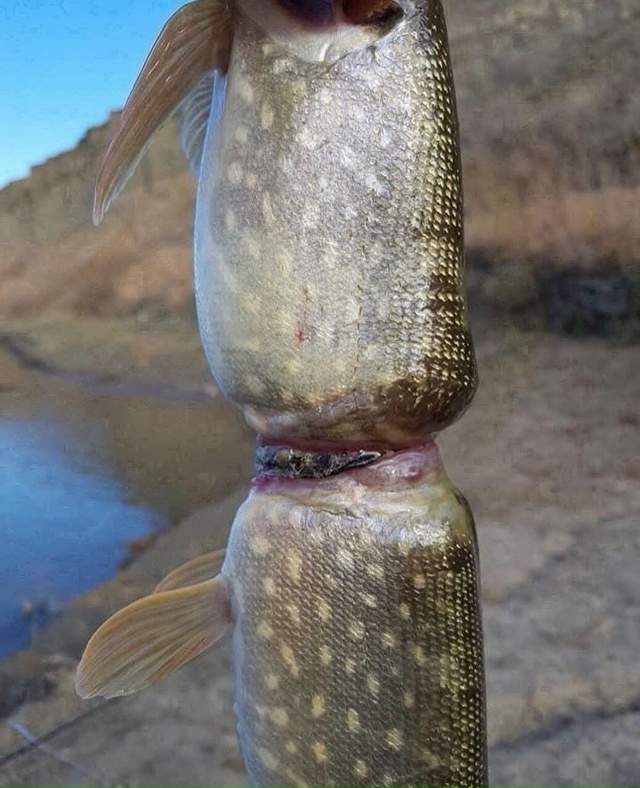 Мужчина на фото — рыбак. И вот такую щуку он поймал.
Во?...