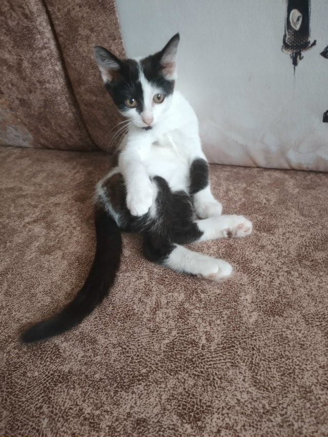 Отдадим в добрые руки умного и красивого котёнка. Маль?...