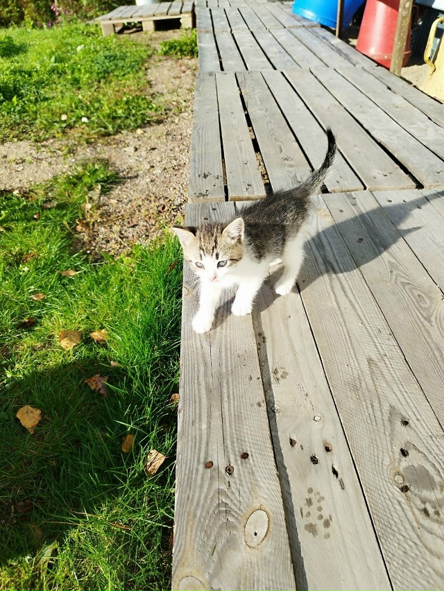 Санкт-Петербург и Ленинградская область
Мы — котята, ?...