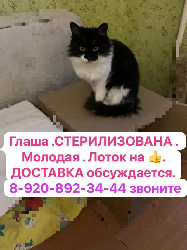 Киров Калужской области.
Шикарные кошечки в добрые ру?...