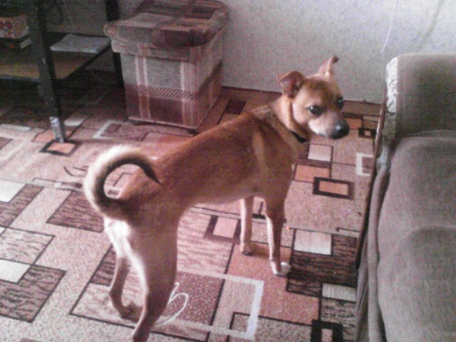 РАЗЫСКИВАЕТСЯ !!! ЗОВУТ ТИМ. ЛЮБИМ И ЖДЁМ. Нашедшему воз...