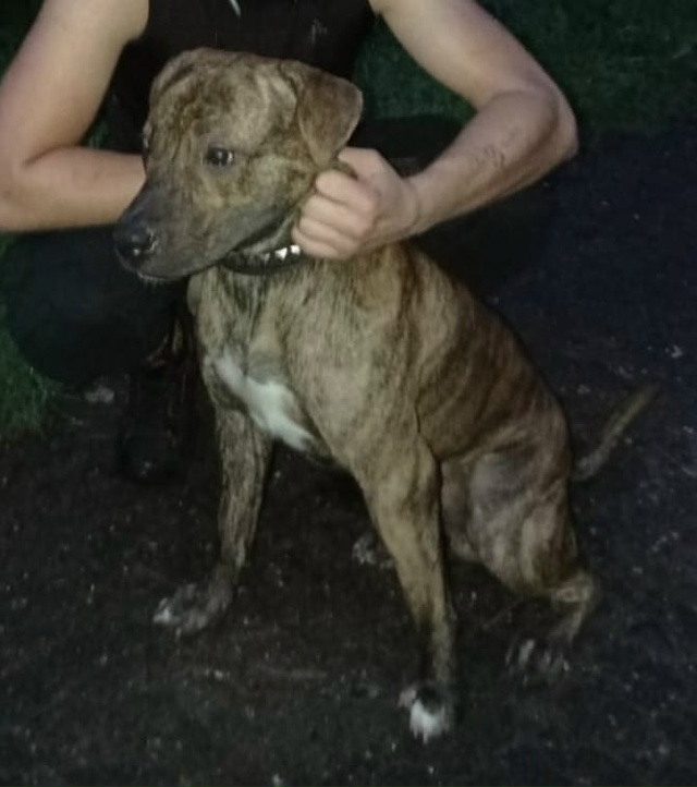 Помогите пожалуйста найти, убежал 29. 09. 2025г., в 1 микрора...