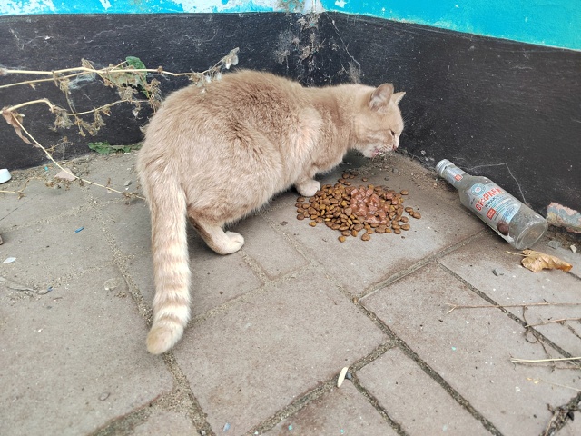 Чья кошечка плачет у Вайлдберриз на октябрьской 49?
Оче?...