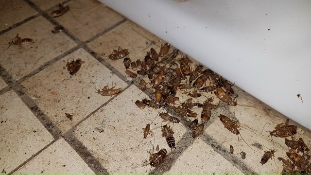 Предлагаем услуги дезинфекции, дезинсекции, дератизац...