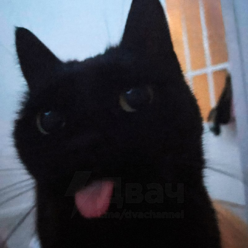 Сегодня отмечается День защиты чёрных котов
Эти котики не приносят несчастья, как многие думают, а