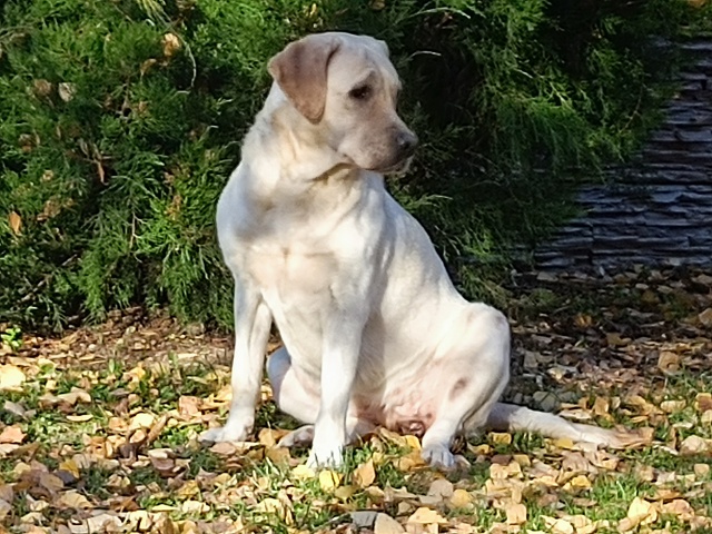 Пропала собака, лабрадор, девочка, крупная. Без ошейник...