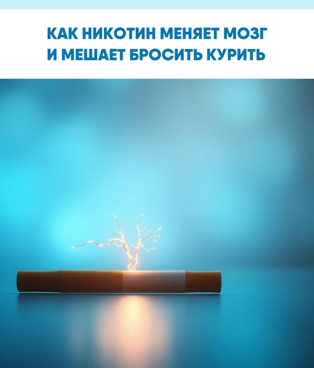 Долговременные изменения в мозге объясняют силу тяги ?...