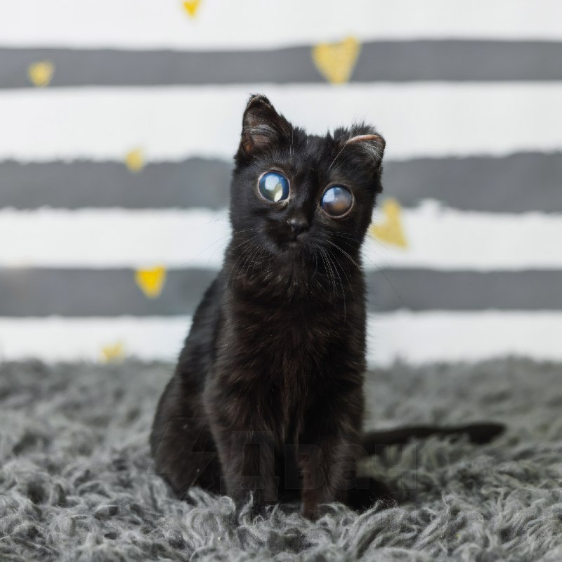 Новая звезда соцсетей — котёнок по имени Дорито: она похожа на пришельца, и это не нейросеть — у неё