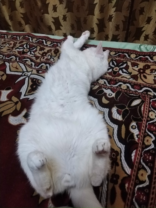 Спят усталые игрушки... Кот Симба 😴