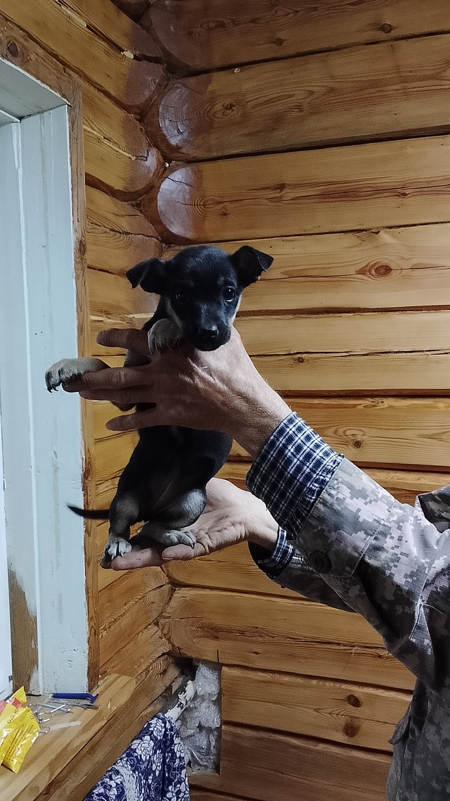 Здравствуйте. Маленькая собачка с весёлым характером. ...