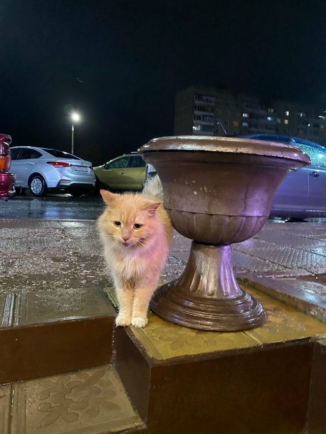 Кот кричит на России с ошейником, чья потеряшка?