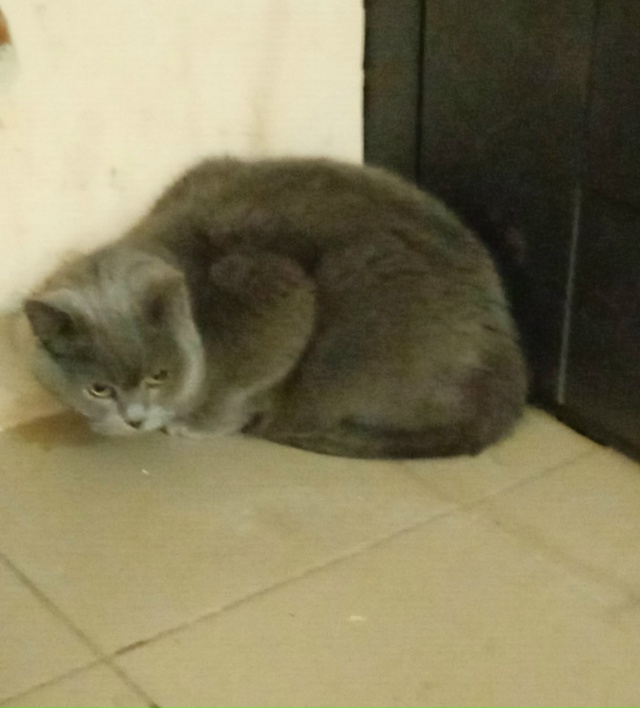 Чей котик потерялся? Сидит в подъезде на 40 лет Октября 2...