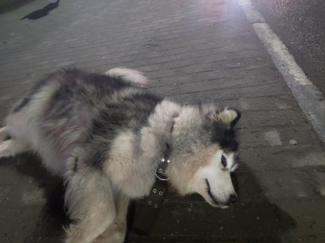 Домашняя собака на остановке пл. Чайковского со сторон...