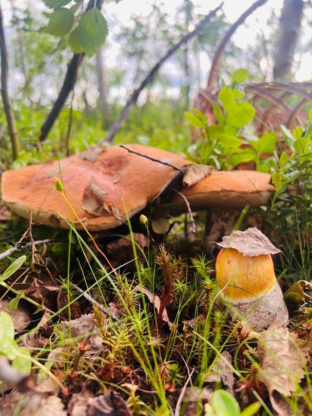 🍄 Мурманчане делятся фотографиями своих богатых гриб...