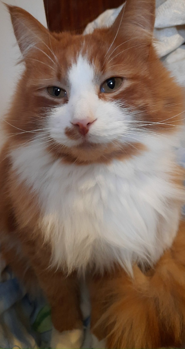 Персик.
Автор фото: Маргарита Немкова