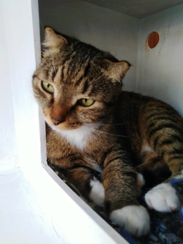 ВОЛГОРЕЧЕНСК ❗
МАЛЫШ, 🐈 ИЩЕТ ДОБРЫХ И ЗАБОТЛИВЫХ ЛЮД?...