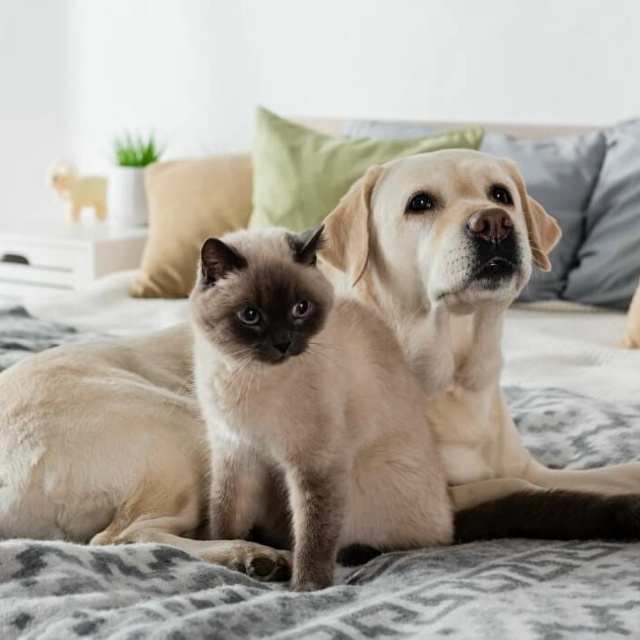 👉В Госдуме предложили ограничить число домашних живо...