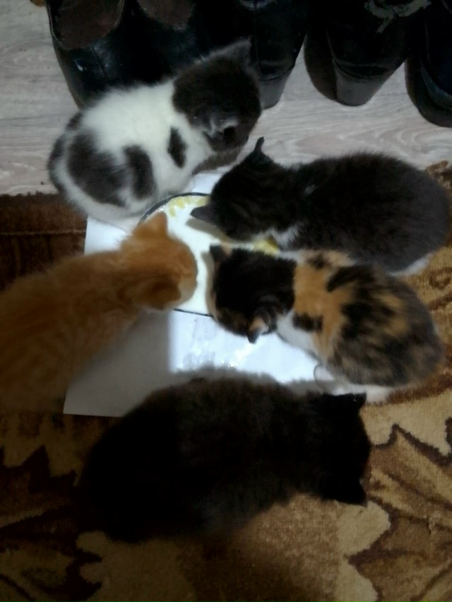 Отдадим в добрые руки пушистых комочков!! Кушают самос?...