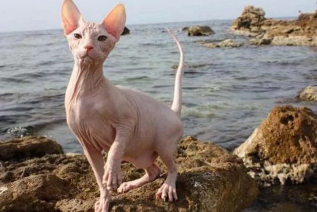 Как ваши любимцы 😸провели лето ?🌞😸