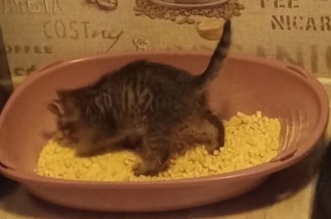 Обнаружили в гараже кошек.Их много.Взяли пока из больш?...