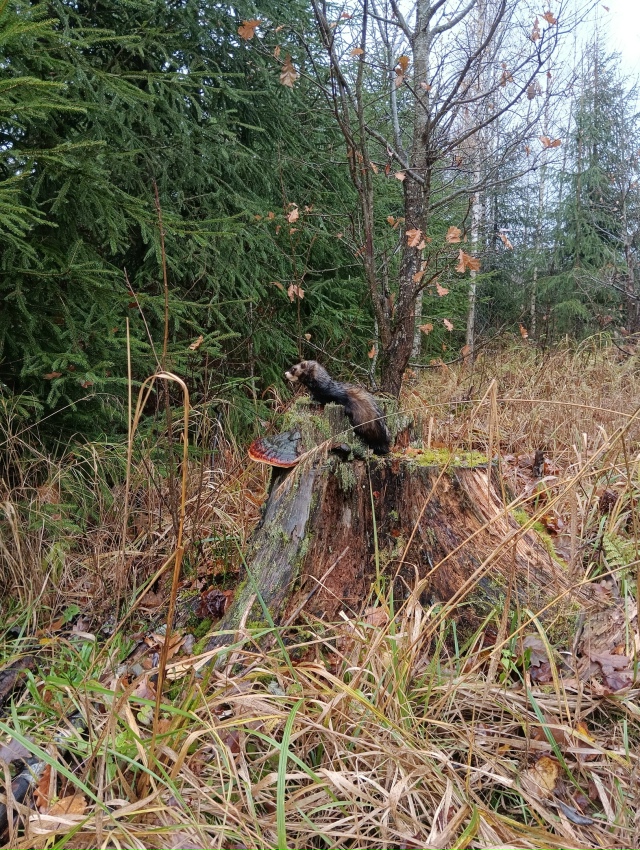 Зверька на кого-то охотится🤔🤔🤔🤔